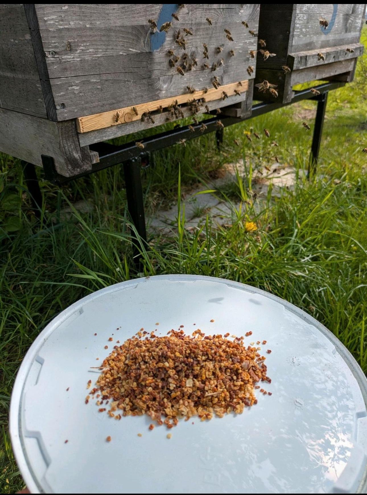 Propolis roh in Stücken