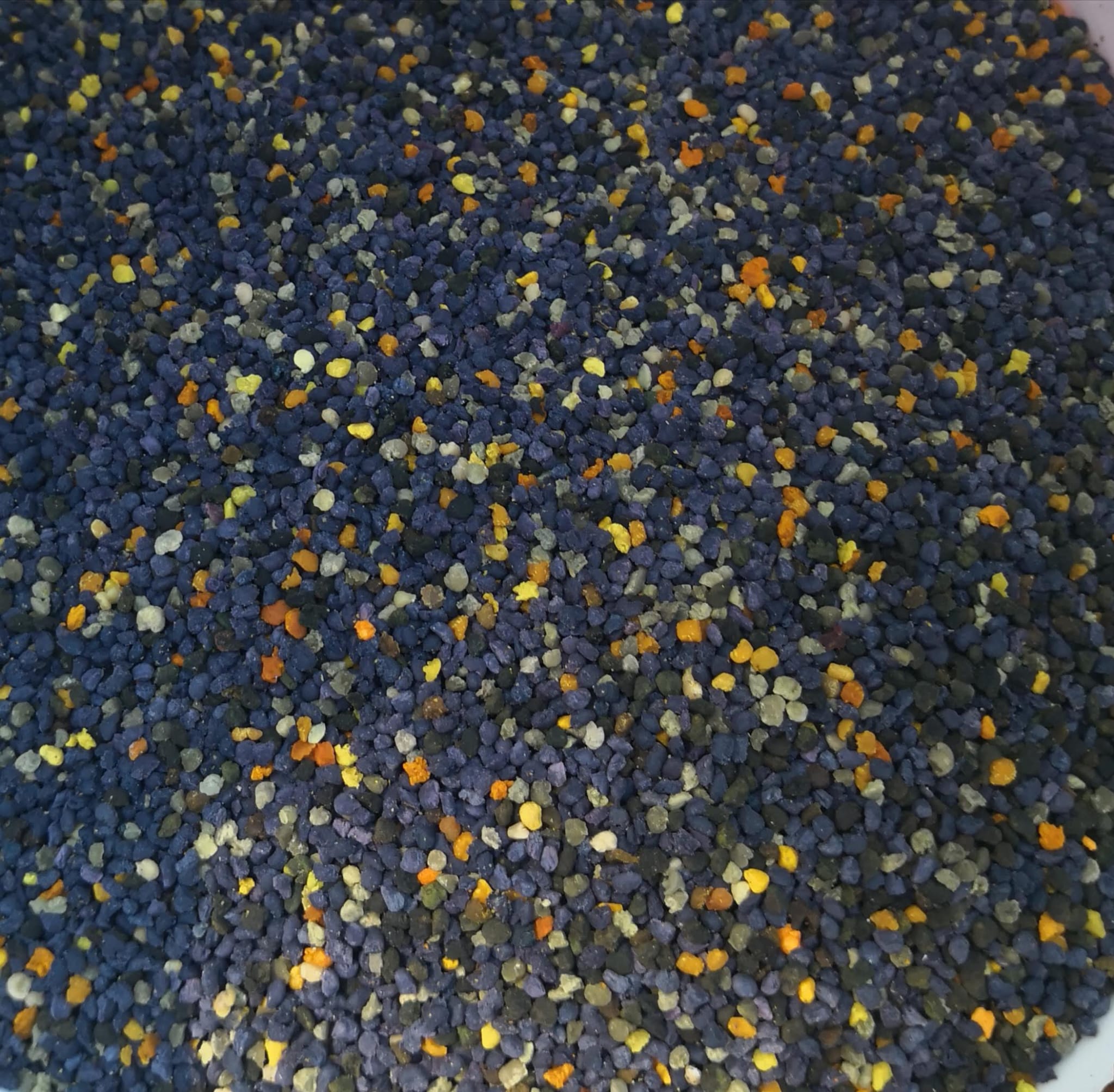 Frische Brandt-Blütenpollen