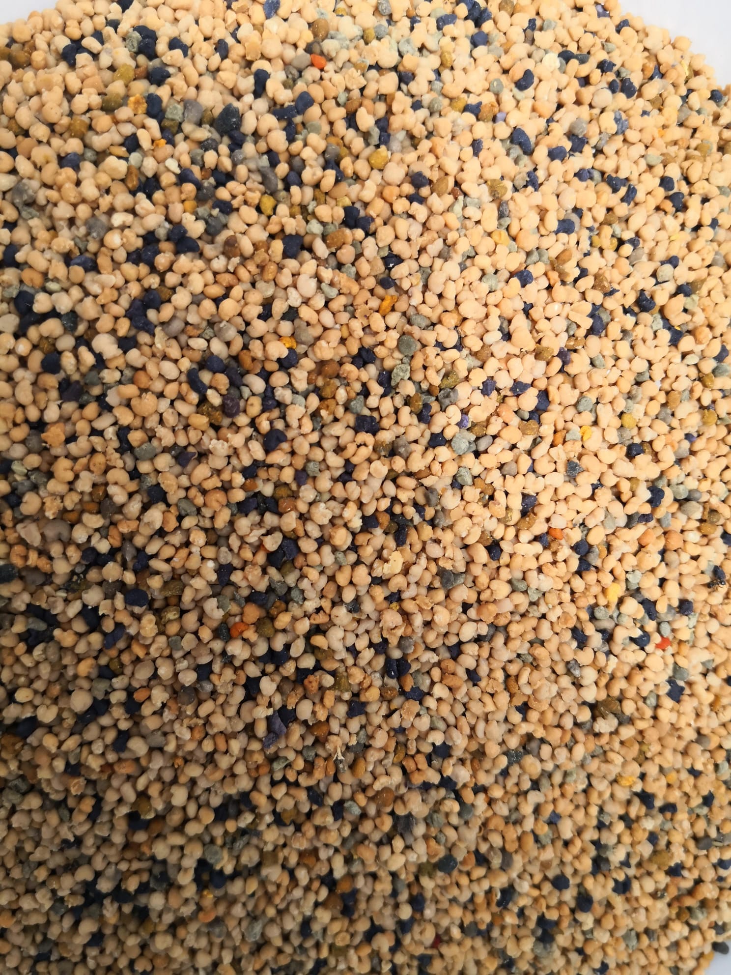 Frische Brandt-Blütenpollen