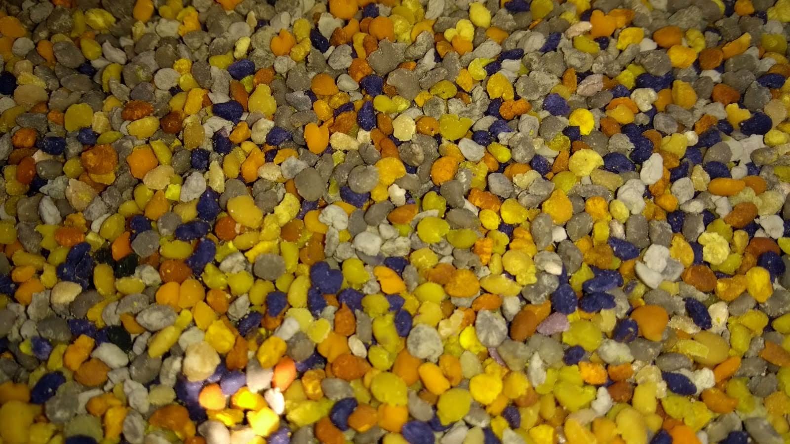 Frische Brandt-Blütenpollen