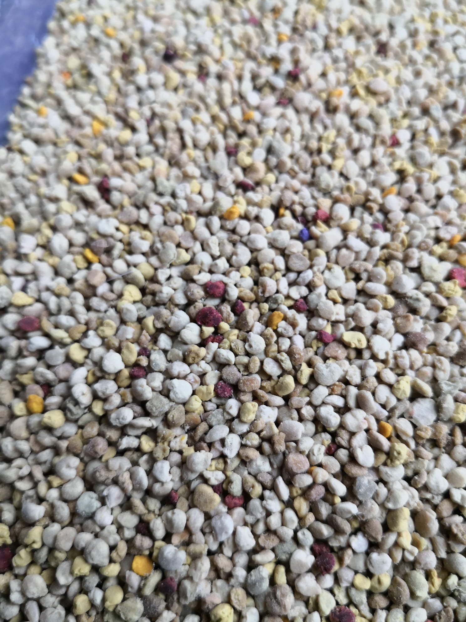 Frische Brandt-Blütenpollen