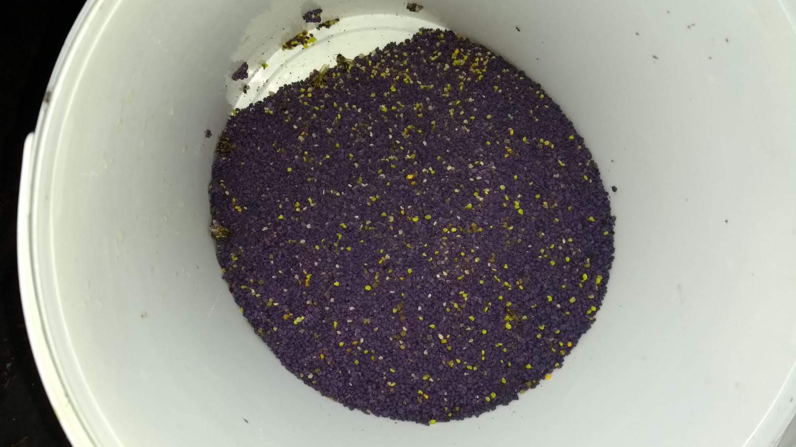 Frische Brandt-Blütenpollen