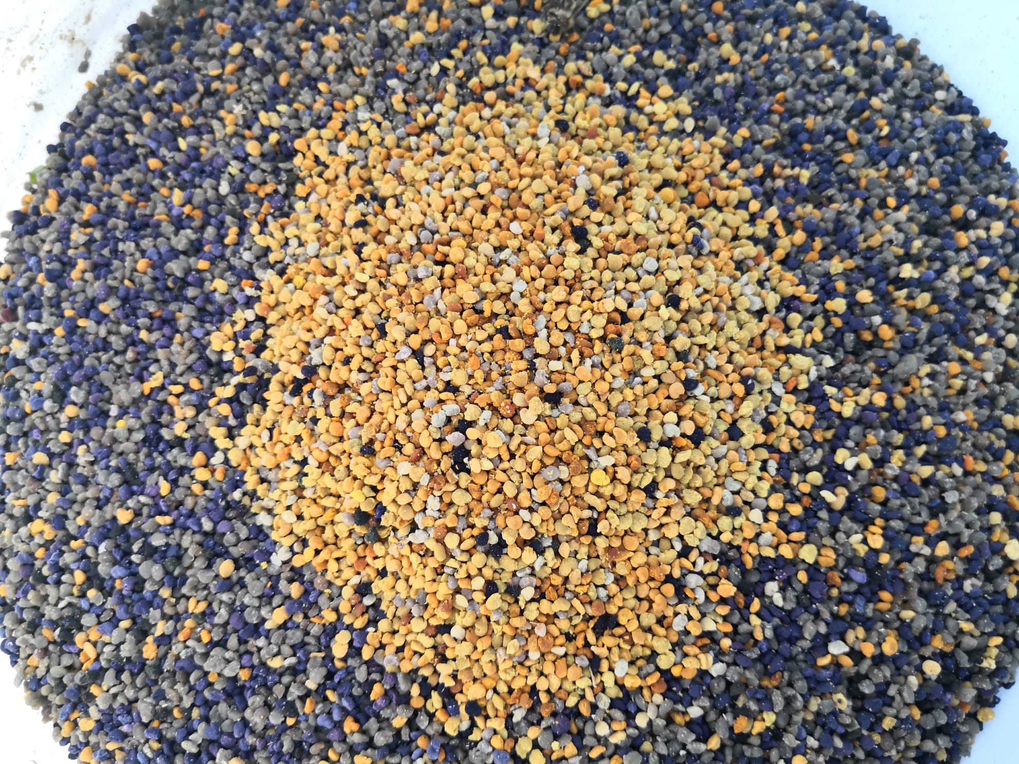 Frische Brandt-Blütenpollen