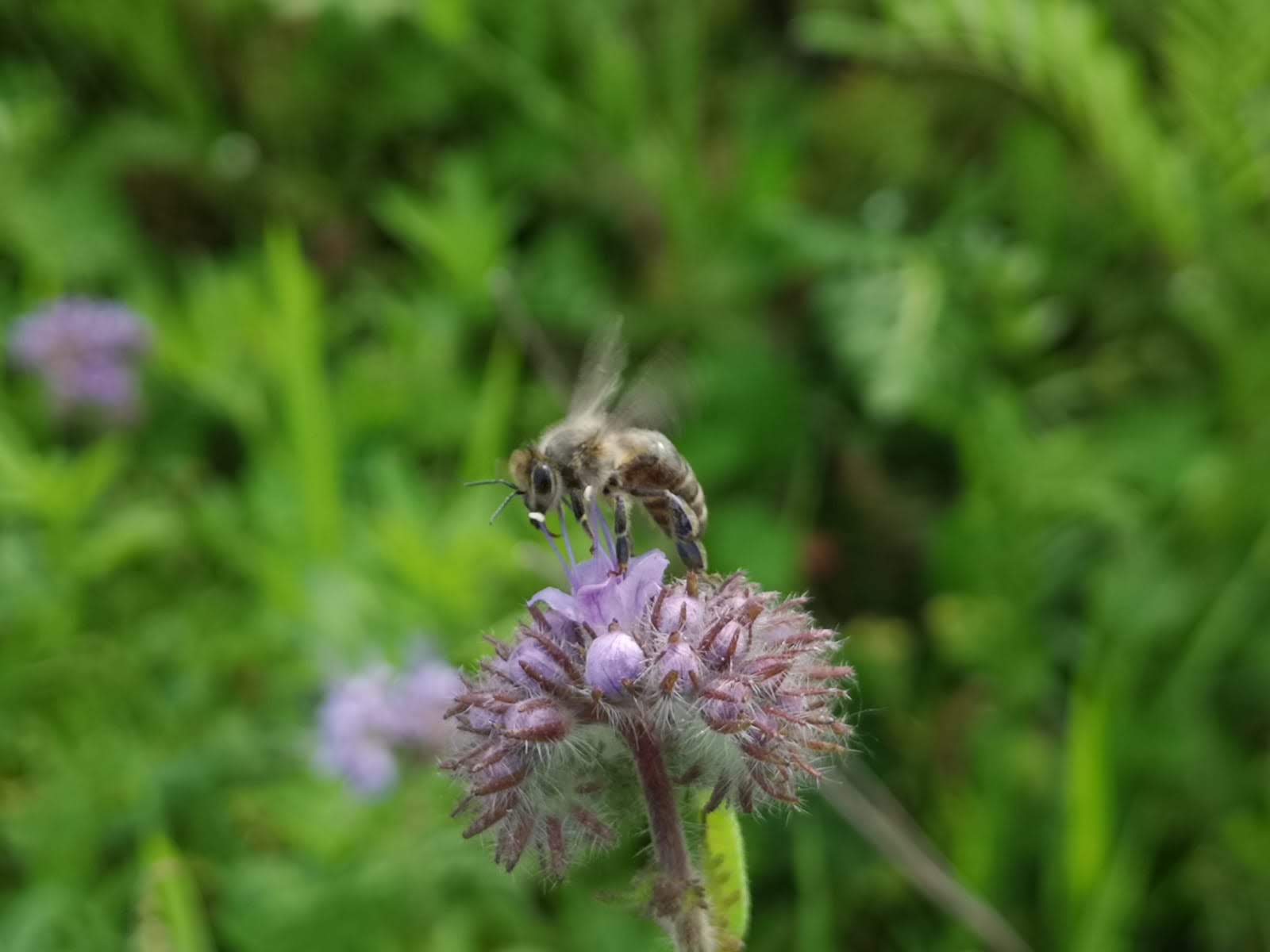 Frische Brandt-Blütenpollen