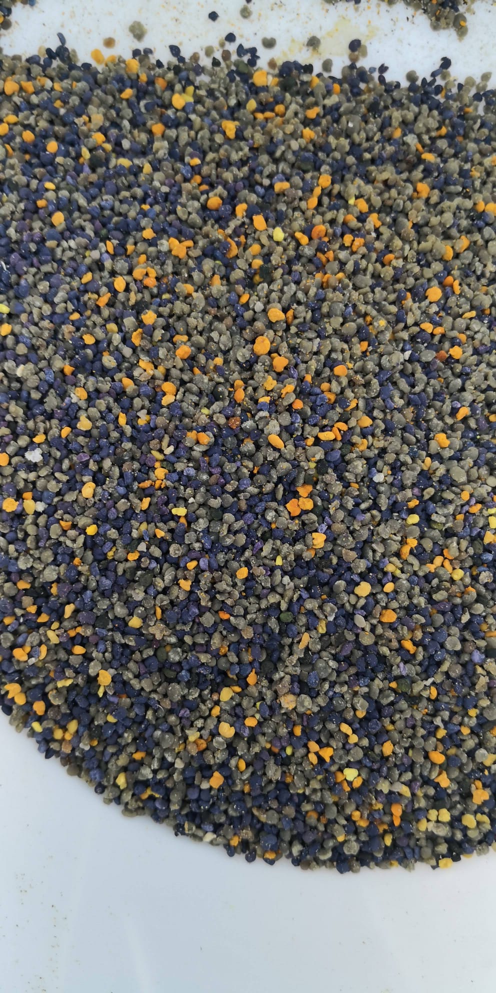 Frische Brandt-Blütenpollen