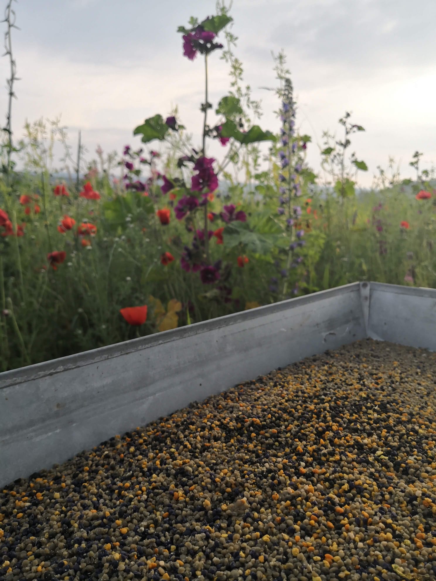 Frische Brandt-Blütenpollen