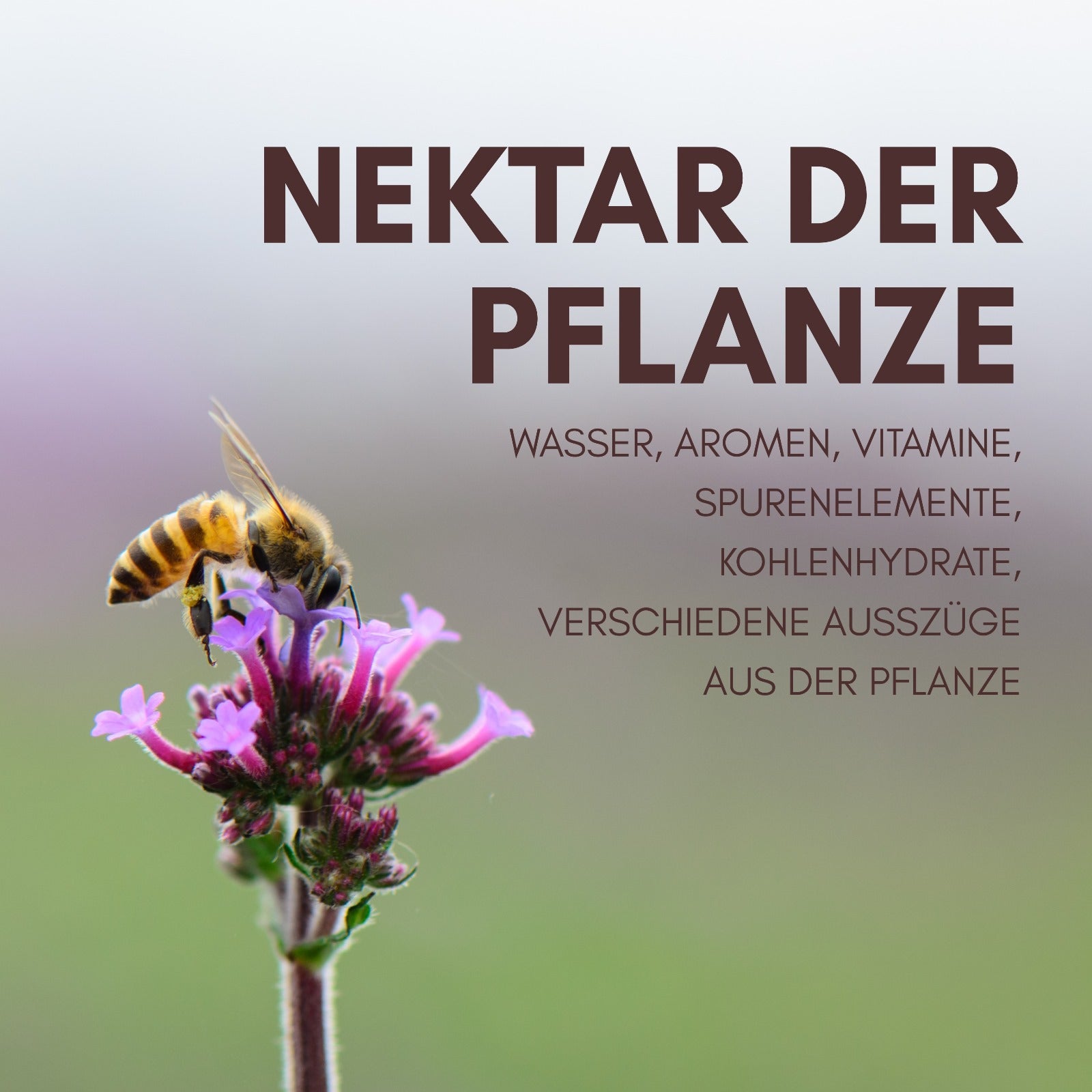 Brandt-Weißtannenhonig